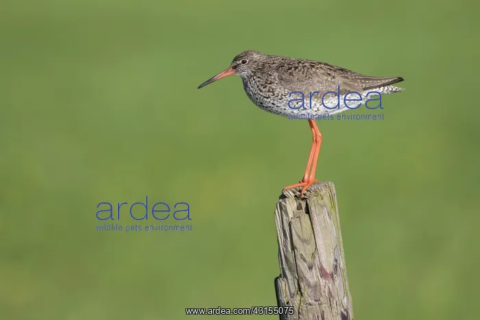 : Common Redshank : Common Redshank