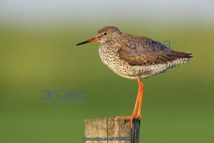 : Common Redshank : Common Redshank