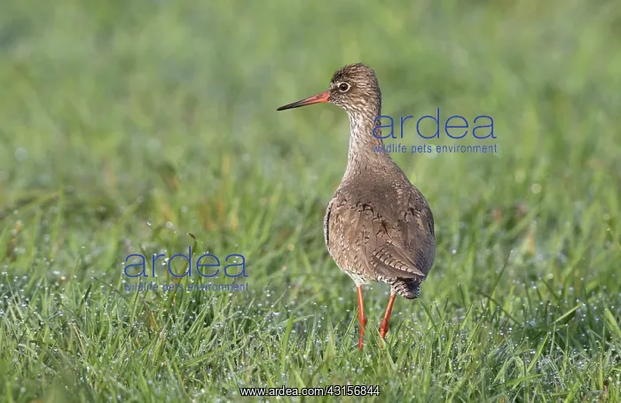 : Common Redshank : Common Redshank