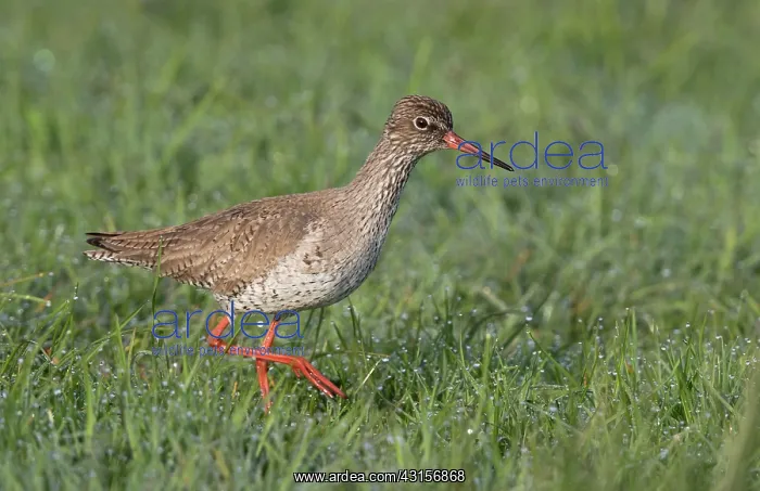  : Common Redshank