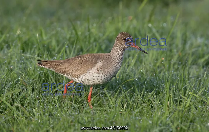 : Common Redshank : Common Redshank