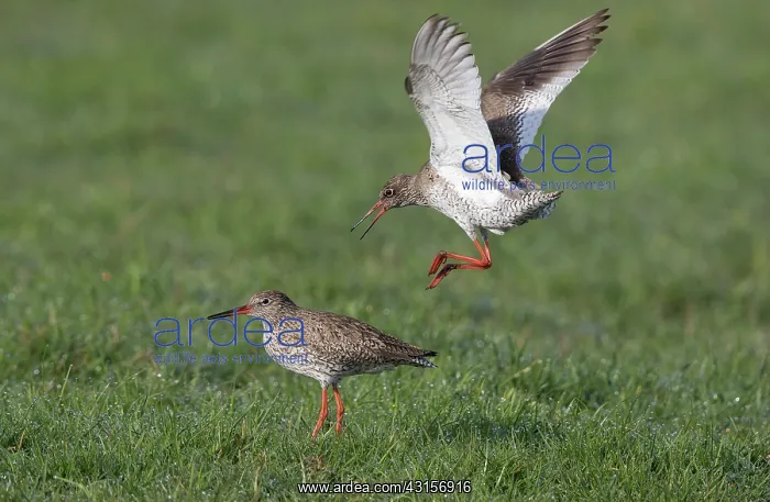 : Common Redshank : Common Redshank