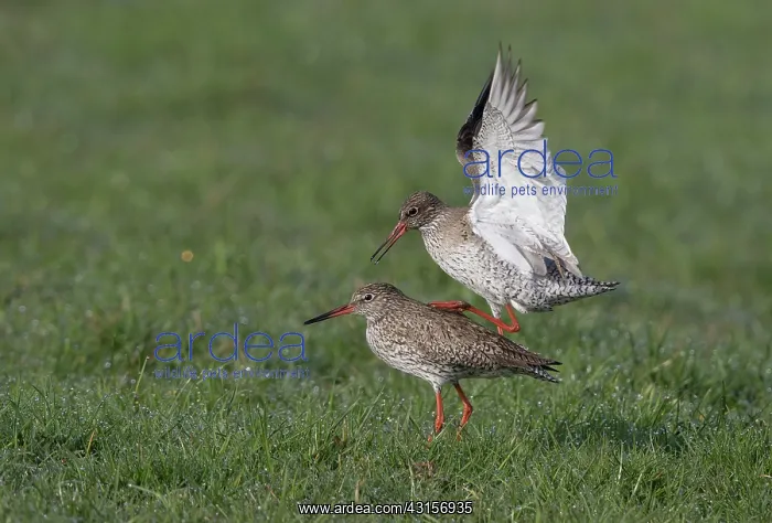 : Common Redshank : Common Redshank