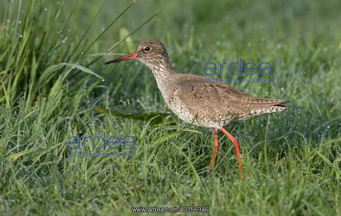 : Common Redshank : Common Redshank