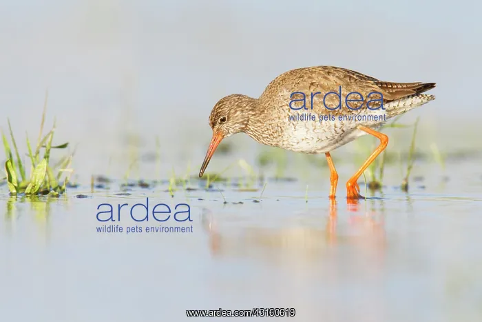 : Common Redshank : Common Redshank