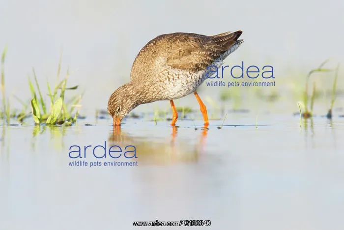 : Common Redshank : Common Redshank