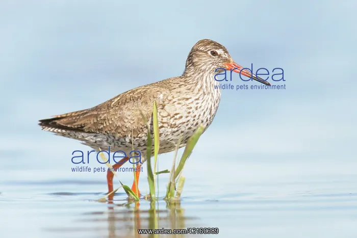 : Common Redshank : Common Redshank
