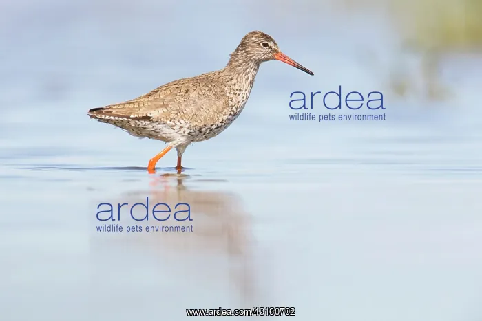 : Common Redshank : Common Redshank
