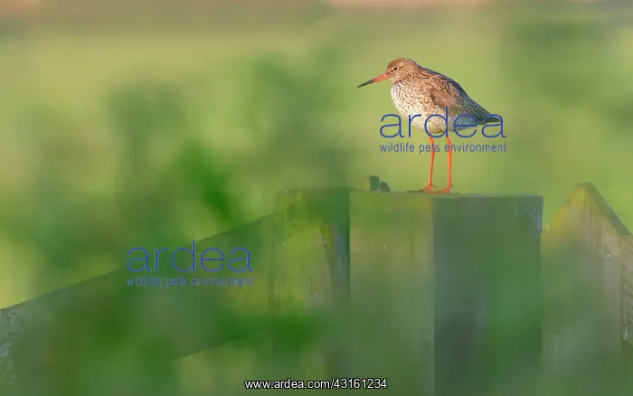  : Common Redshank