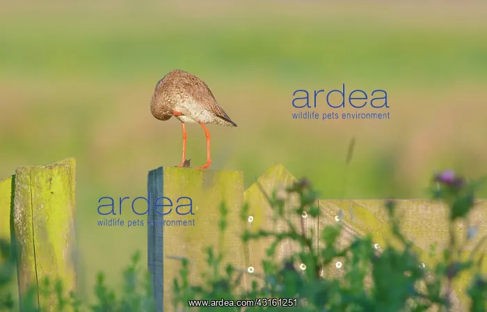 : Common Redshank : Common Redshank