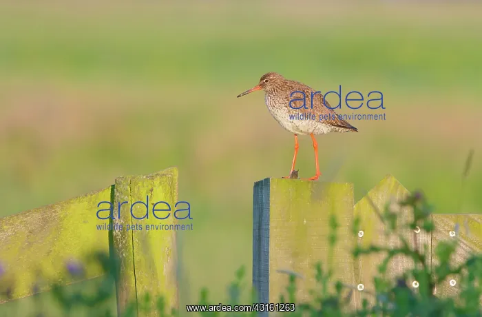 : Common Redshank : Common Redshank