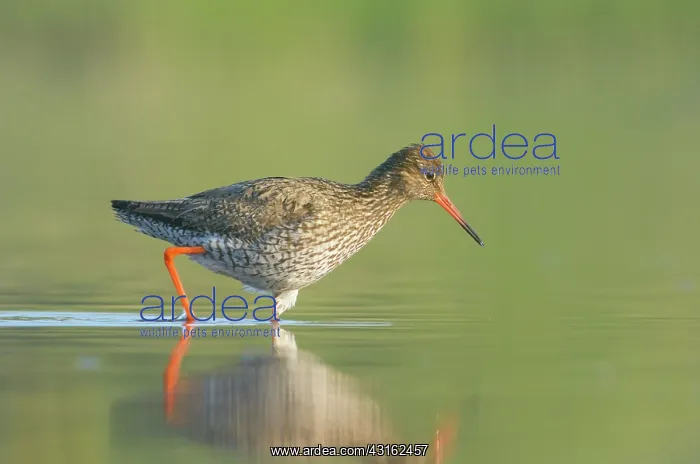 : Common Redshank : Common Redshank