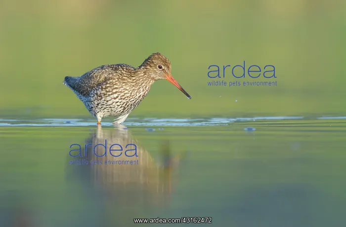 : Common Redshank : Common Redshank