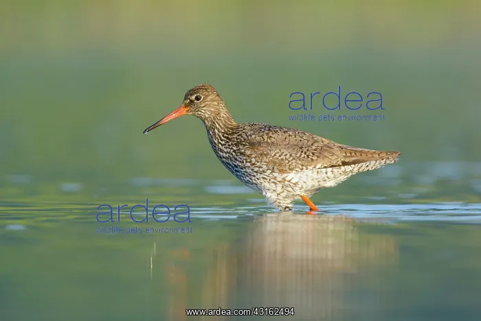 : Common Redshank : Common Redshank