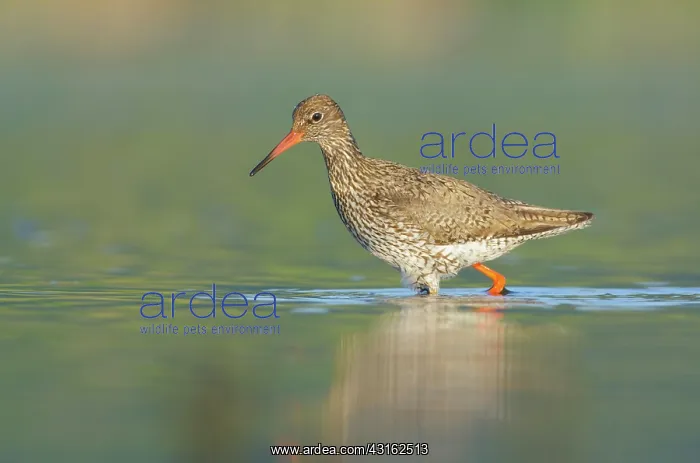 : Common Redshank : Common Redshank