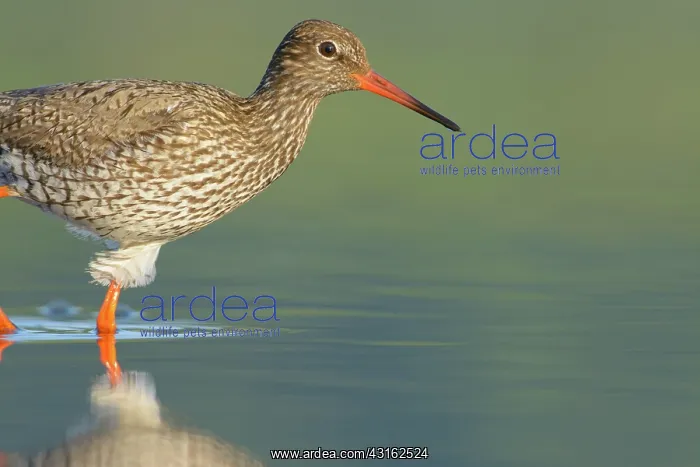 : Common Redshank : Common Redshank