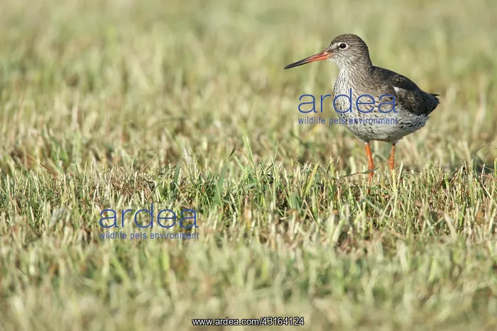 : Common Redshank : Common Redshank