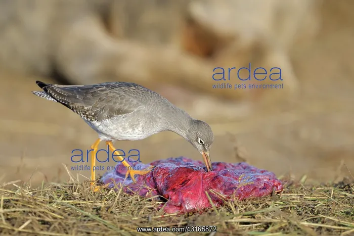 : Common Redshank : Common Redshank