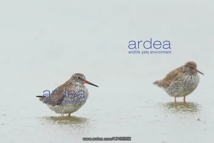 : Common Redshank : Common Redshank