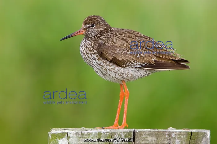 : Common Redshank : Common Redshank