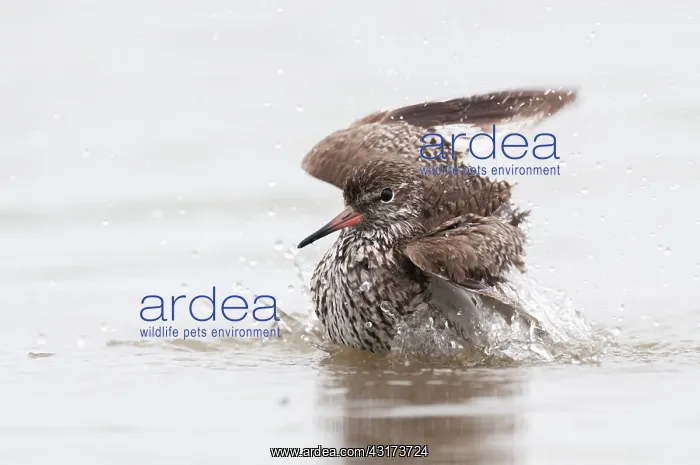 : Common Redshank : Common Redshank