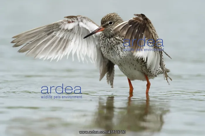 : Common Redshank : Common Redshank