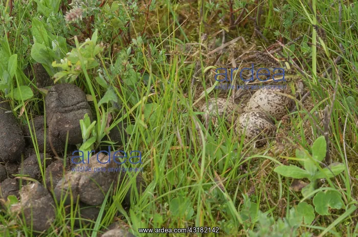 : Common Redshank : Common Redshank