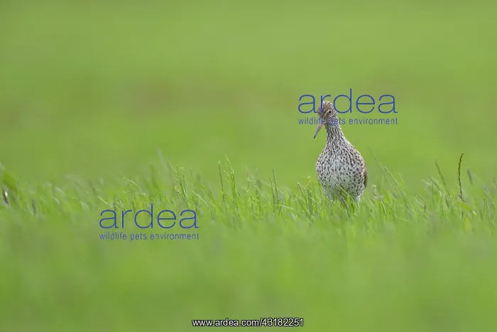 : Common Redshank : Common Redshank