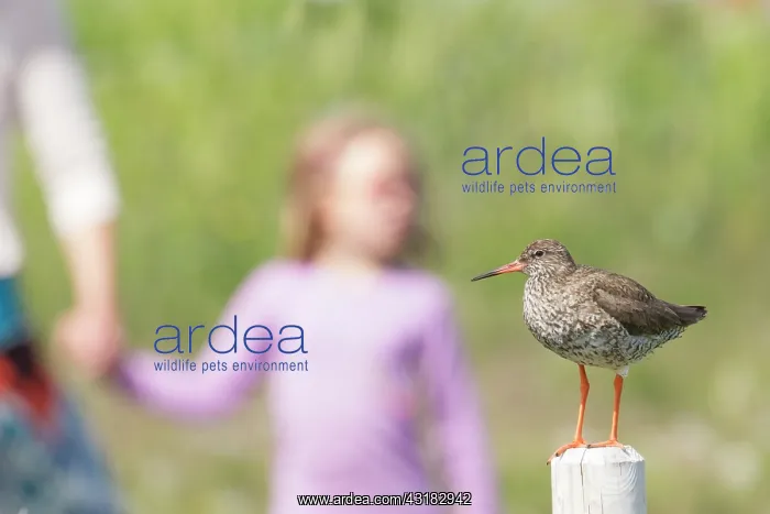 : Common Redshank : Common Redshank