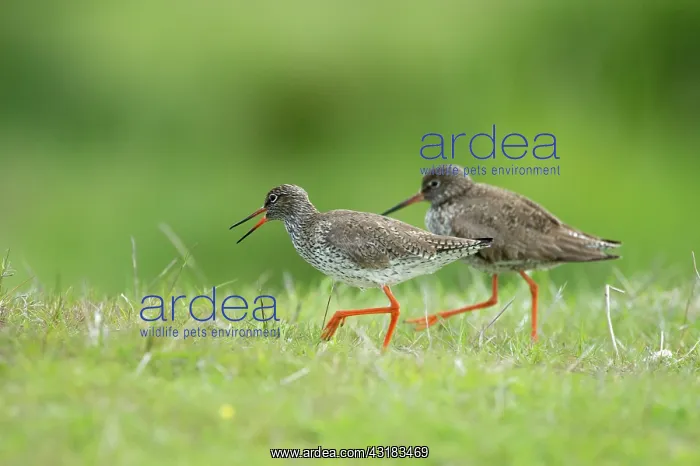 : Common Redshank : Common Redshank