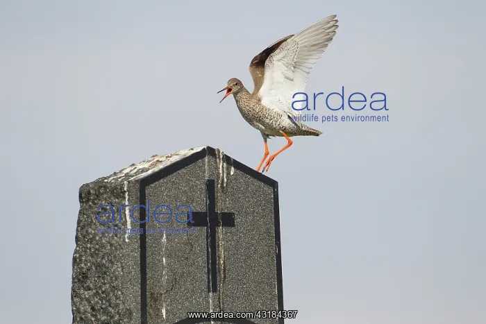 : Common Redshank : Common Redshank