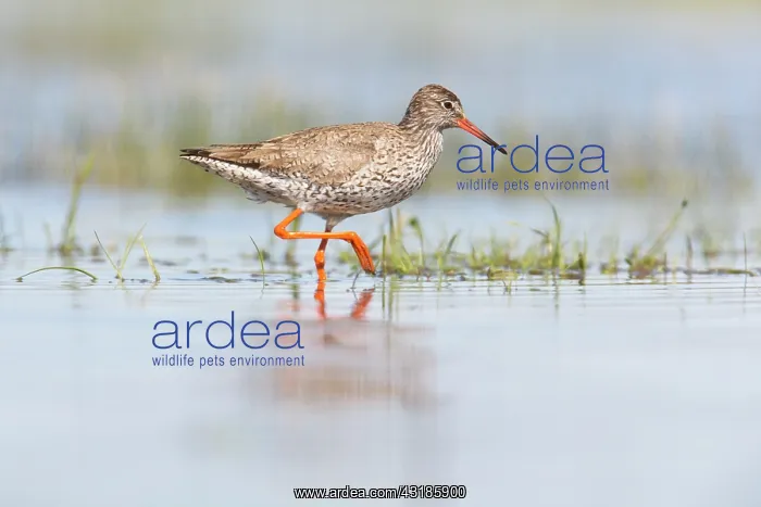 : Common Redshank : Common Redshank