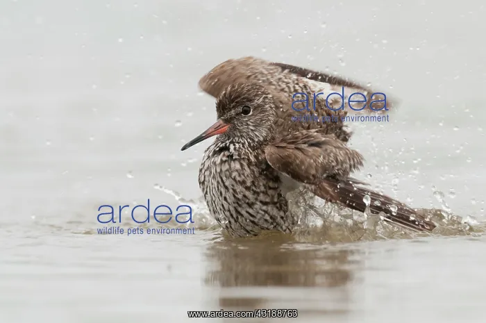 : Common Redshank : Common Redshank