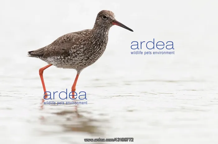 : Common Redshank : Common Redshank