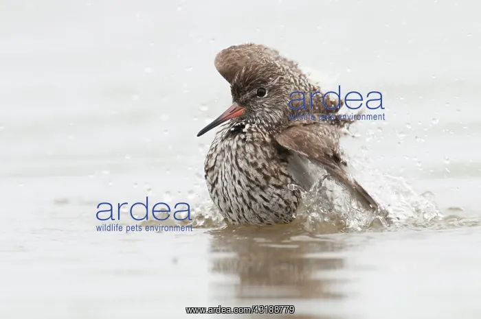 : Common Redshank : Common Redshank