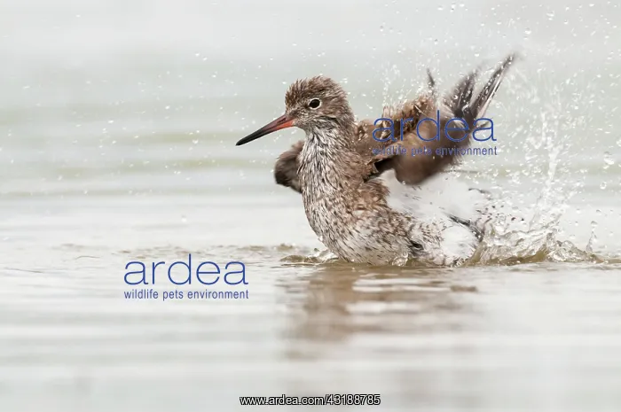 : Common Redshank : Common Redshank