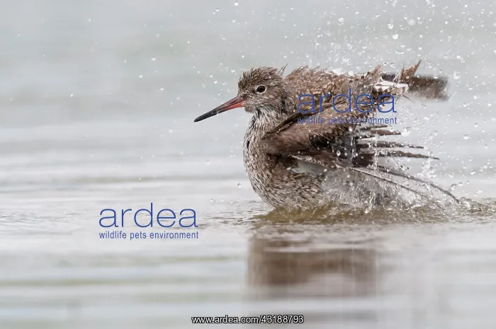 : Common Redshank : Common Redshank