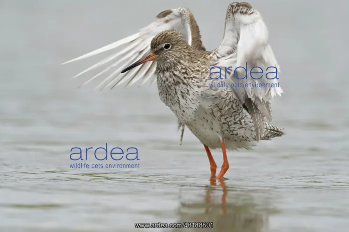 : Common Redshank : Common Redshank
