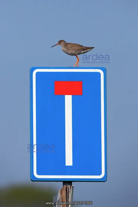 : Common Redshank : Common Redshank