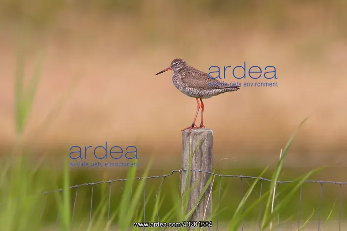 : Common Redshank : Common Redshank