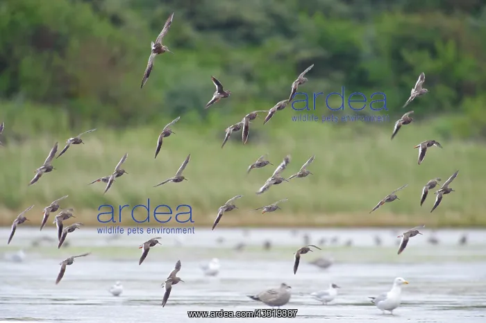 : Common Redshank : Common Redshank