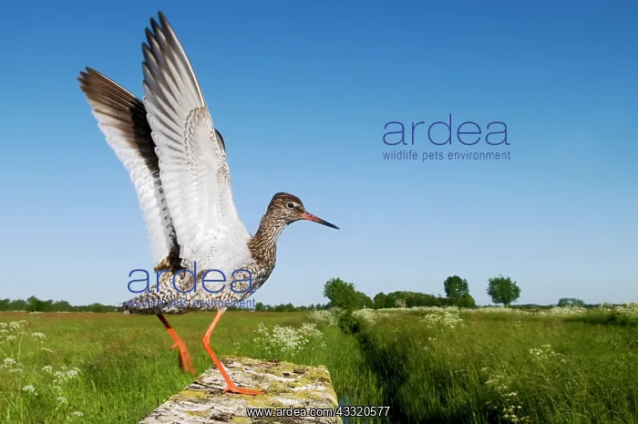 : Common Redshank : Common Redshank