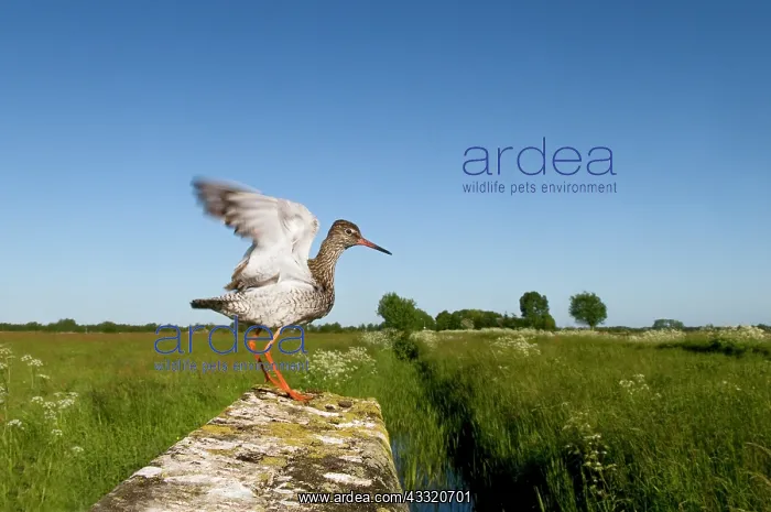 : Common Redshank : Common Redshank