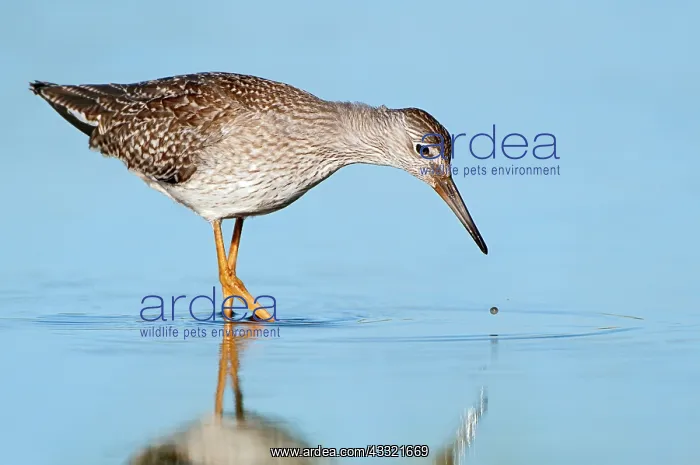 : Common Redshank : Common Redshank