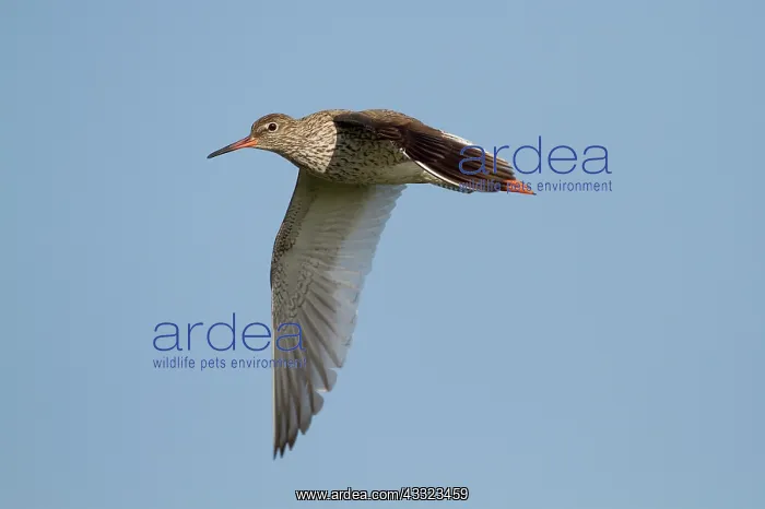 : Common Redshank : Common Redshank