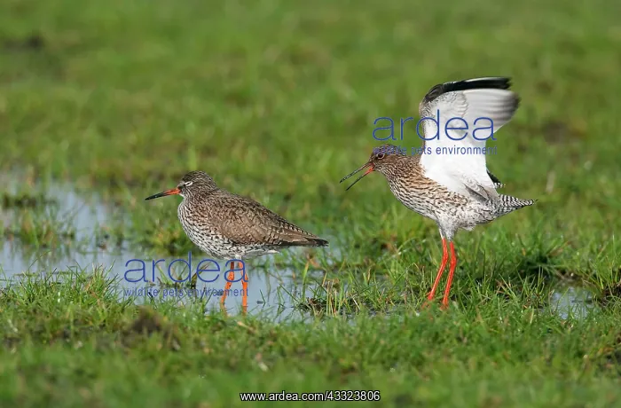: Common Redshank : Common Redshank
