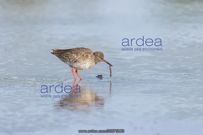 : Common Redshank : Common Redshank
