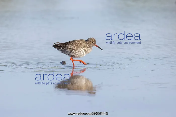 : Common Redshank : Common Redshank