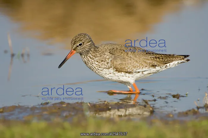 : Common Redshank - adult male : Common Redshank - adult male