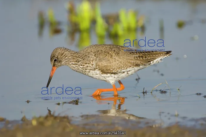 : Common Redshank - adult male foraging : Common Redshank - adult male foraging